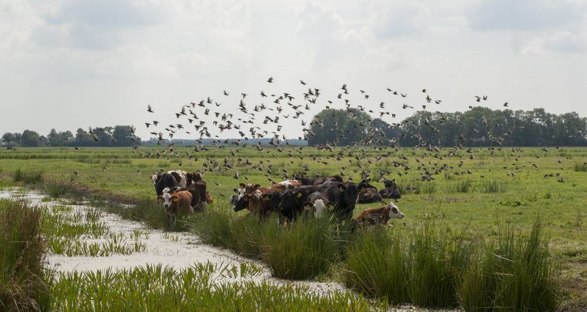 Foto van koeien nabij sloot met opvliegende vogels eromheen